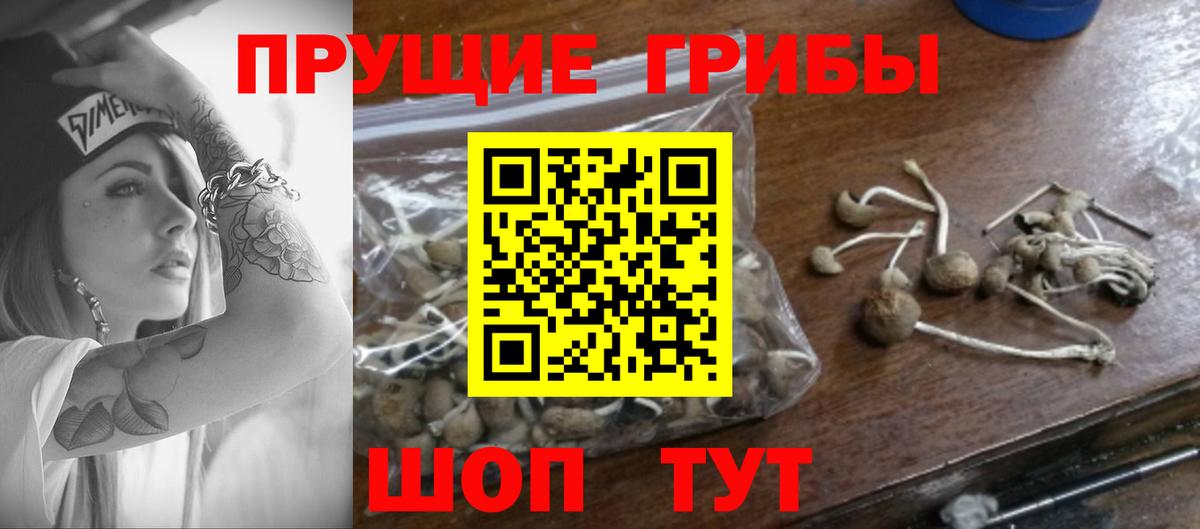 Галлюциногенные грибы Cubensis Лобня